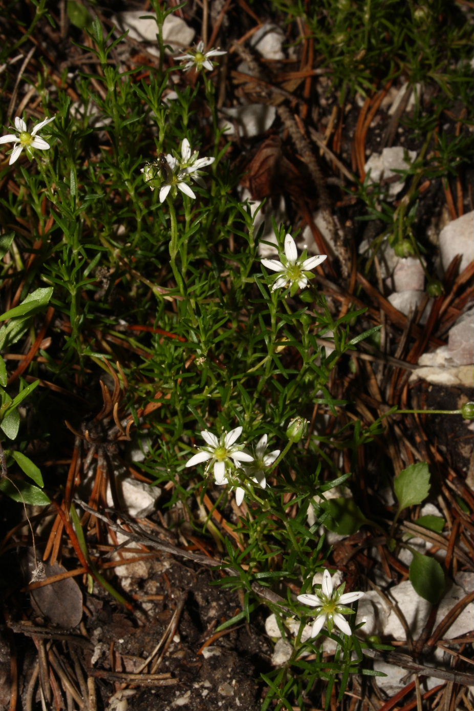 Moehringia ciliata  (Cariofillaceae)